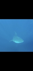 Rhincodon typus