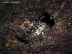 Malacoctenus macropus