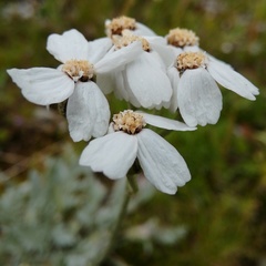 Achillea clavennae