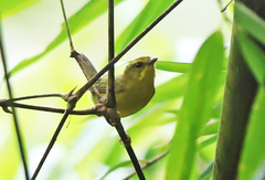 Myiothlypis chrysogaster