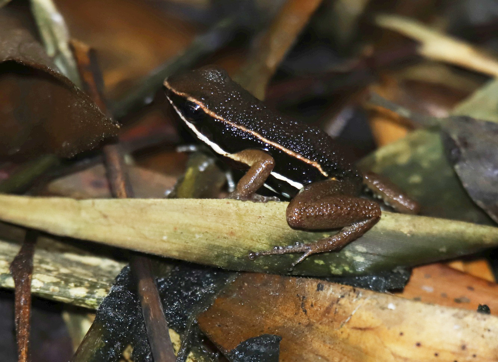 Amarakaeri Poison Frog in October 2022 by Luca Boscain · iNaturalist