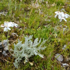 Achillea clavennae