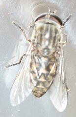 Haematopota pluvialis