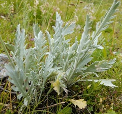 Achillea clavennae