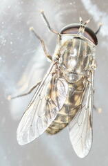 Haematopota pluvialis