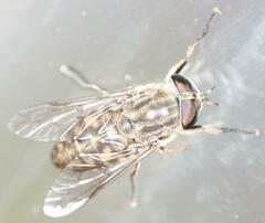 Haematopota pluvialis