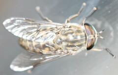 Haematopota pluvialis