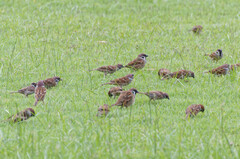 Passer montanus malaccensis