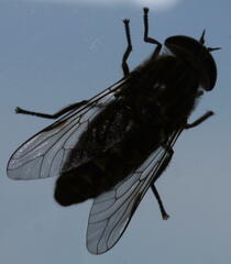 Haematopota pluvialis