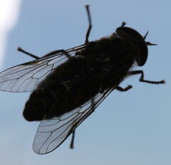 Haematopota pluvialis