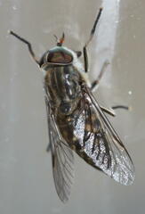 Haematopota pluvialis