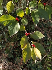 Lonicera maackii