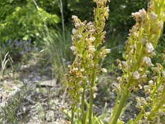Orchis punctulata