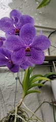 Vandoideae