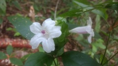 Ruellia latibracteata