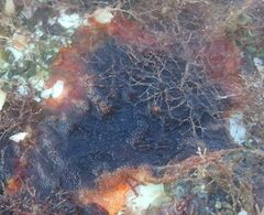 Savignyella lafontii