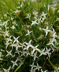 Daphne oleoides