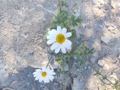Perityle crassifolia