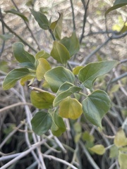 Commicarpus scandens