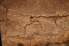 Agaricomycotina