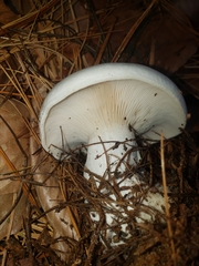 Clitocybe