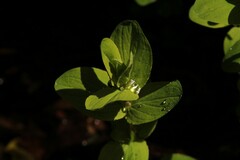Hypericum undulatum