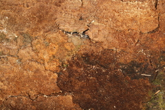 Agaricomycotina