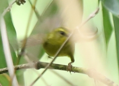 Myiothlypis chrysogaster