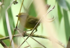 Myiothlypis chrysogaster