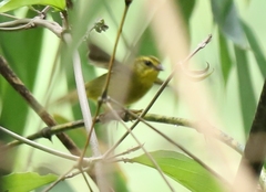 Myiothlypis chrysogaster