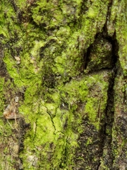 Chrysothrix candelaris