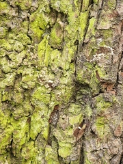 Chrysothrix candelaris