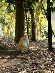 Macaca sinica