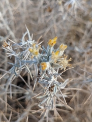 Tetradymia stenolepis