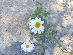 Perityle crassifolia