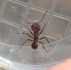 Acromyrmex versicolor