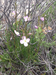 Heliophila carnosa
