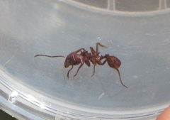 Acromyrmex versicolor