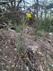 Oenothera picensis