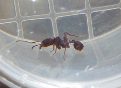 Acromyrmex versicolor