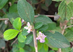 Lippia alba