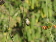 Selasphorus platycercus