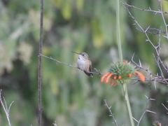 Selasphorus platycercus