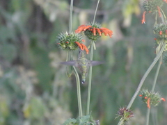 Selasphorus platycercus