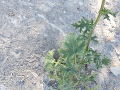 Perityle crassifolia