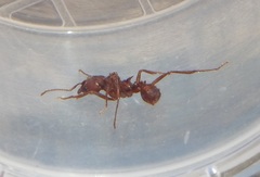 Acromyrmex versicolor