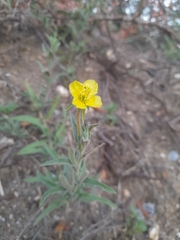 Oenothera picensis