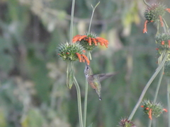 Selasphorus platycercus