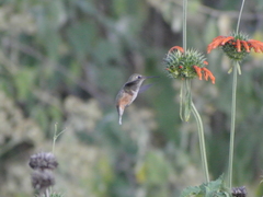 Selasphorus platycercus