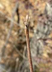 Lobatae